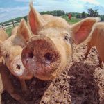 pasture pigs