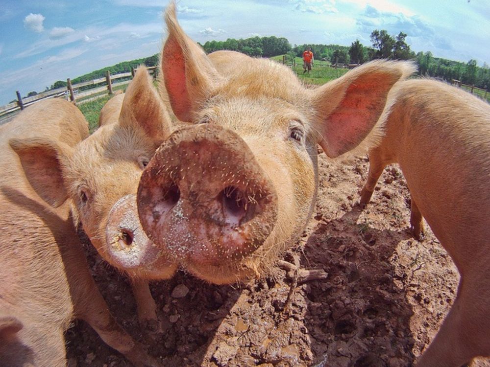 pasture pigs