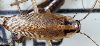 German-cockroach