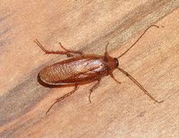 Wood-Cockroach-1