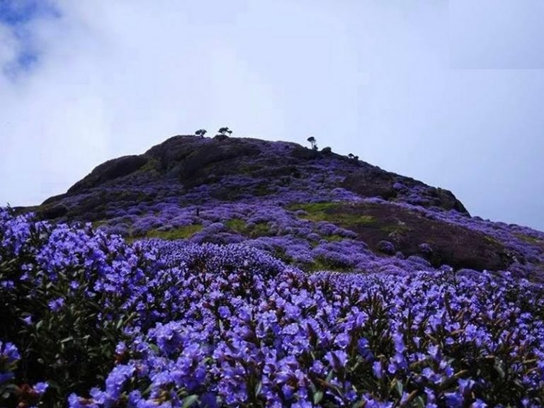 neelakurinjiflowersmunnarnextbloom3