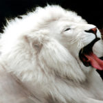 White-lion-genetic-defect