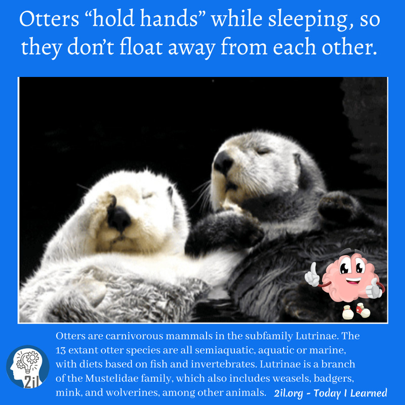 Otters-carnivorous-mammals