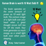 human-brain-12watt-bulb