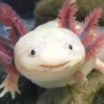 Axolotl- smiling face