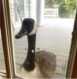 goose-friend-came-to-watch-operation-process