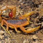 indian red scorpion